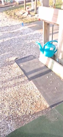 How to feed a squirrel pt. 160 Open Buffet