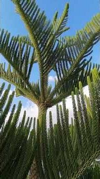 أجمل وأغرب أشجار أبها