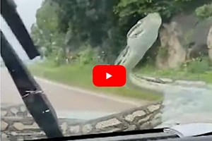 Python on Car Windshield Prompts Hilarious Reaction from Australian Couple