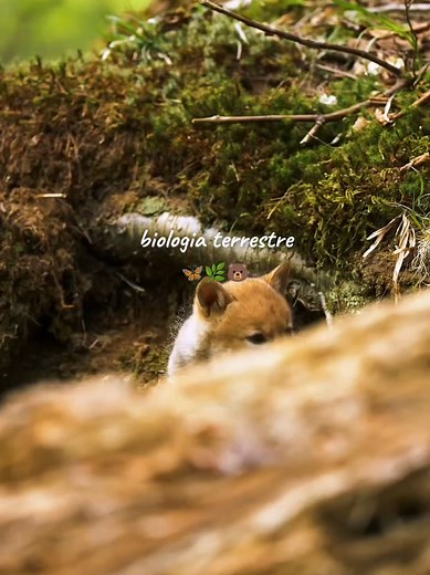 Explorando a Biologia Terrestre e Marinha
