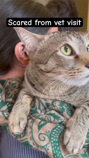 Wishing he gets in good health soon #cat #prettycat #youtubeshorts #shortsviral #catvideos #fypシ゚