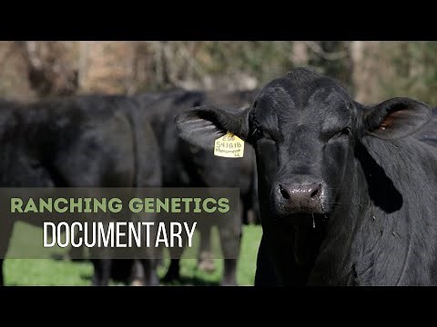Cattle Genetics – Neal Ranch Documentary