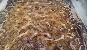 We were boiling maple sap today, in our sugar shack, and made this short video. As heat is applied and water evaporates from the sap it becomes maple syrup. | Ten Rod Farm