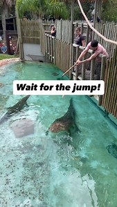 34K views · 28K reactions | Maximo, one of the largest Crocodiles in...