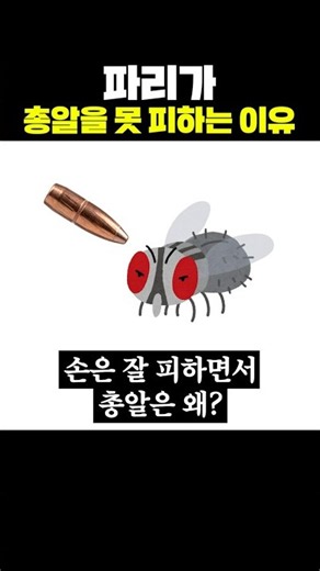 Why Flies Can't Dodge Bullets