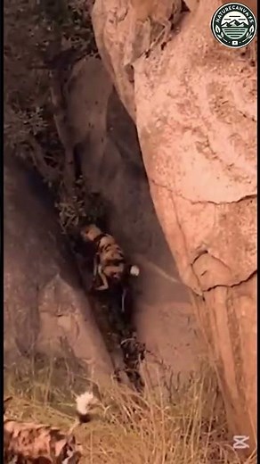 Can Wild Dogs REALLY Hunt in Packs?