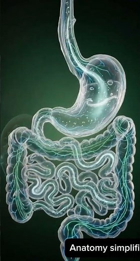 Why Your Stomach Growls Even After You Eat 🤯 #medicalfacts #healtheducation #humananatomy
