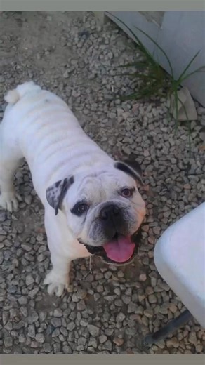 18K views · 141 reactions | Most folks leave paw prints on your floor, but Repo left his on the whole dang country #dogs #bulldogs #family if you knew Repo, you didn’t just meet a dog you met a sermon on four legs, preached in growls, written in scars, and sealed with loyalty | Lizard Lick Towing And Recovery | Facebook