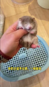 Mastering Mouse Parenting: Understand Their Behavior