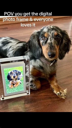 Don’t miss out on the digital photo frame!!!! Website —> www.thedigitalphoto.com #fyp #fypシ゚viral #cute #happy #acrylic #digitalphotoframe #art #pretty #giftideas #gift #adorable #forever #musthaves #animals #yes #dog #treatyourself #puppy #puppytiktok #puppylove #photography #photomagic #photoshoot #photographer #video #videoviral #dachshund #pepper #loop