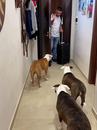 Pitbull dog loyalty test 🐶❤️