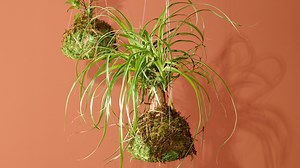 Learn how to make a kokedama and bring a unique touch of greenery to your home! This Japanese moss ball plant is an easy, stylish DIY project. #kokedama #diyplants #plantdecor #houseplants The full step-by-step instructions are available here: https://www.familyhandyman.com/project/kokedama/ | Family Handyman
