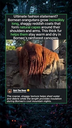 This Orangutan Has a Natural Fur Coat