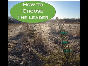 How To Choose The Leader When Growing Christmas Trees