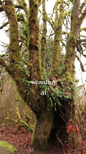 Tree of the week. Winning at life. Acer marcrophyllum. Bigleaf Maple.