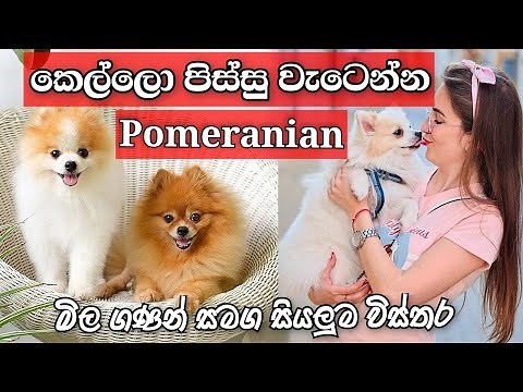 Everything about Pomeranian sinhala | මිල ගණන් සමග