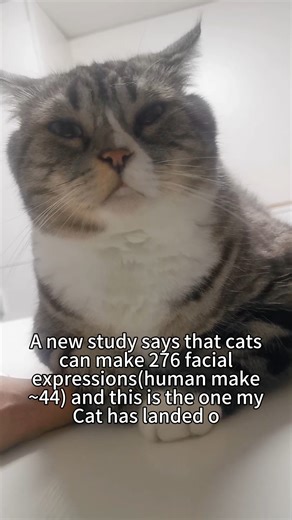 Cats are great performers! #cat #cute #catlover #catoftheday #catlife #cats #cats_of_world #catsofinstagram | Pefuny