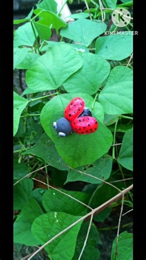 How to make mini ladybug🐞using wastematarials#diy#craft#ArtandCraftbySabnam#shorts