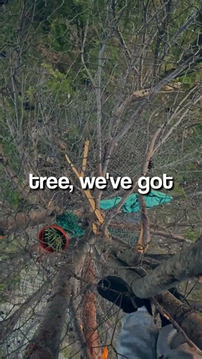 The sketchiest story of the treehouse