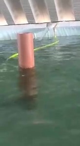 Advantage of RAS ⭕Extended durability of tanks and equipment ⭕ Reduced dependency on antibiotics and therapeutants hence, advantage of getting high quality fish. ⭕ Reduction of direct operational costs associated with feed, predator control and parasites. ⭕Potentially eliminate release of parasites to recipient waters. ⭕Risk reduction due to climatic factors, disease and parasite impacts ⭕RAS production can promote flexibility in terms of location for farming, proximity to market. ⭕Enable produc