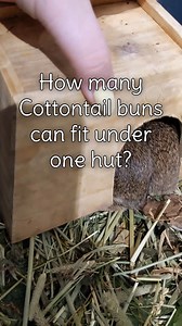 We're not sure how that's comfortable, little guys... 👀 We've gotten LOTS of young Eastern Cottontails this year! Most were caught by domestic pets, while others were truly orphaned or "bunny-napped" by well-meaning but misguided finders. (Note: If you find baby buns, DON'T feed them anything, and renesting is best for healthy youngsters!) It's not easy being a wild Cottontail rabbit! These little guys are an important food source for dozens of Virginia's native predators, which is why this spe