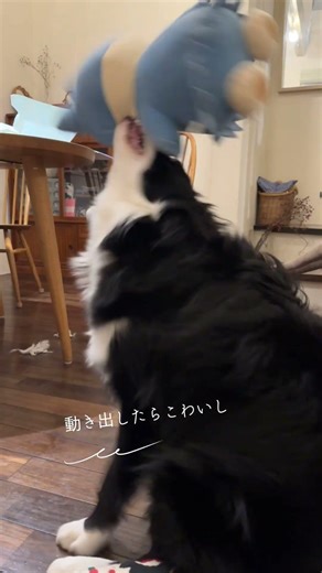 ボーダーコリー、新しいおもちゃを徹底チェック🐾Border Collie Security Check on a New Toy 🐾