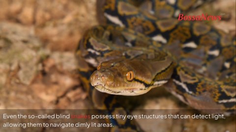 Surprising truths about snakes every nature lover should know