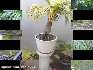 Mini garden with coconut bonsai