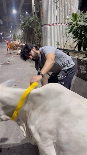 Late night apni #gaumata ko #reflector belt pehnai taki #roadside #accident se #safe rahae #indian