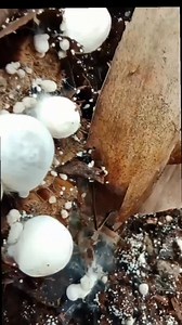 😲Gusto mo rin ba maging doble ang mahaharvest mong bunga ng kabuteng.💯👌 #fblifestyle #volvamushroom #follower #everyone @highlight | Hernani Mayo Ayen Jr.