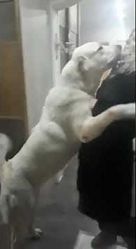 Dog kissing her owner Girl Love each other