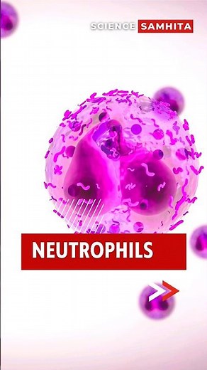 Neutrophils: Your Body's Infection Fighters #neutrophils