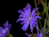 A chicory flower blooming