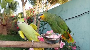23K views · 2K reactions | So Funny Dancing Ringneck Parrot | Ringneck Parrot Greet Amazon Parrot | Parrot Paradise | Facebook
