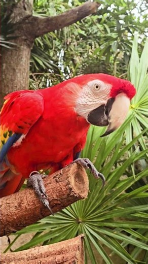 Scarlet macaw parrot Xcaret Playa del Carmen Mexico tropical Caribbean jungle park bird life #travel