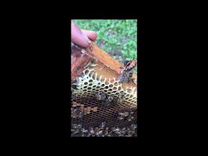 Battle Royale: Queen Bees Fighting