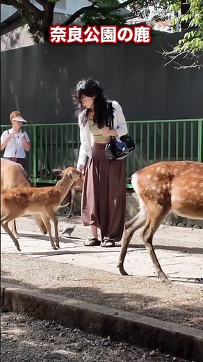 奈良公園の鹿