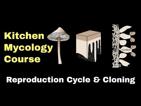 Mushroom Reproduction and Cloning