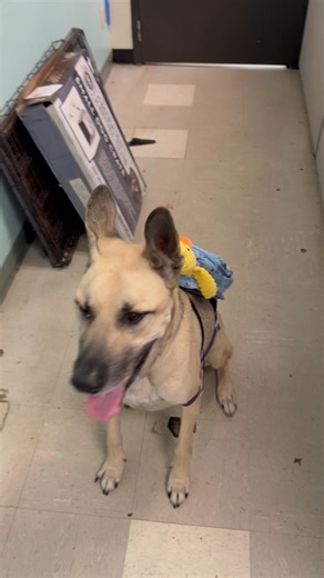 I like to take wee videos of the dogs we have been working on as they are leaving The City of Mobile Animal Services for adoption. We have been working hard trying to get Paco out of the shelter and we finally got a meet and greet for him. We stayed late for the meet and had him try on his “to go” bag before his meet and greet arrived, unfortunately they were a no call no show last minute which is fine, it just means it wasn’t the right one, but the video is still cute so I wanted to show yall �