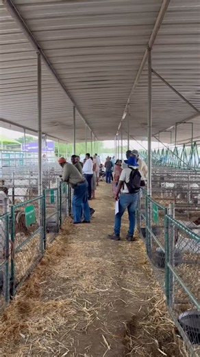 What a way to end off our 2025 auction season! Congratulations to all the sellers and buyers at the PREMIER BREEDERS 5TH PRODUCTION AUCTION! We had our last auction for the year this week and we’re very grateful for the amazing year we’ve had. We’ll be back in 2026 with even more auctions! | SwiftVEE Namibia