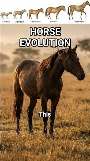 The Evolution of the Horse
