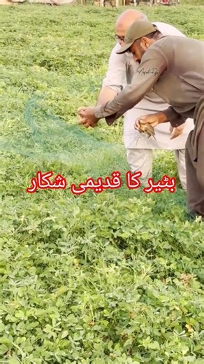 Bater ka Shikar With Dog and Jall / English Pointer Dog Hunting ‪@ExplorePotohar‬