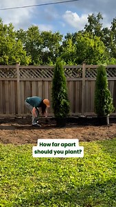 507 reactions · 34 shares | Proper spacing = healthy trees   Plan for their mature size, not just how they look in the pot. Your future hedge will thank you! Planting too close may be tempting, but it can cause crowding, poor airflow, and stressed trees. Tap the link in our bio to get trees delivered.  . . . #fastgrowingtrees #gardeningtips #treeplanting #landscaping #privacytrees #emeraldgreenarborvitae #plantingtrees #arborvitae | Fast Growing Trees | Facebook