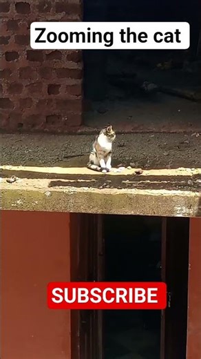 When the cat is zoomed ‪@GamaOsaka‬ #catowners #catshorts #catvideos #indonesiancats