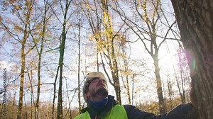 Under an Autumn Sky, tree surgeon looking high to the tops of trunks