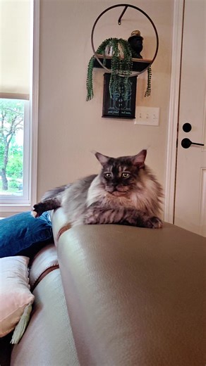 Well indeed.. #cats #catlover #funnycat #mainecoon #catsoftiktok