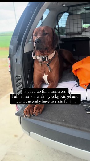 Canicross Training: 8km with a 50kg Ridgeback
