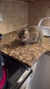 14K views · 2.1K reactions | We’ve gotten of our regular bean schedule and Murphy doesn’t appreciate the delay.  | Cubby and Friends | Facebook