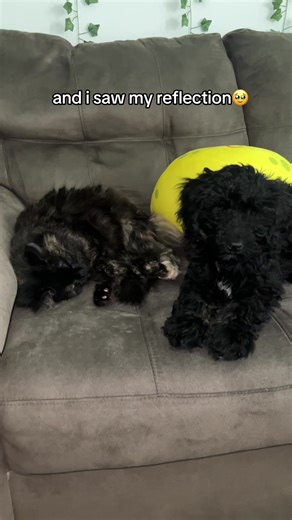 brb crying in the club we got a 1 & 3 year old 😖 #dogs #cats #puppy #fyp #athenatheaussiedoodle