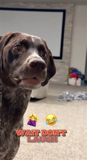Dogs React to Owner Farting and It’s PERSONAL 💨🐶 #dogs #funnydogs #petshorts